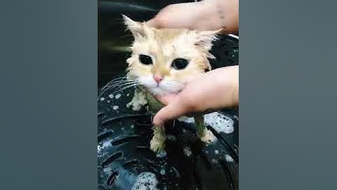 Những khoảnh khắc đáng yêu của Boss - P38