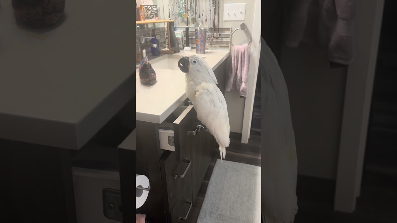 Chief the busy body!  