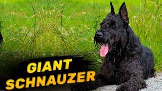 Majestic Giant Schnauzer Breed | Characteristics