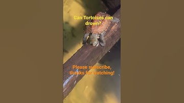 Can Tortoises drown? #babyturtle #cuteturtle #turtle #trending #shorts