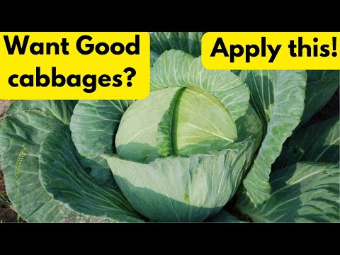 Best Fertilizer for