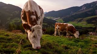 Cow Ranch Grazing Cows in the mountains • Cow Farming • Happy Cows