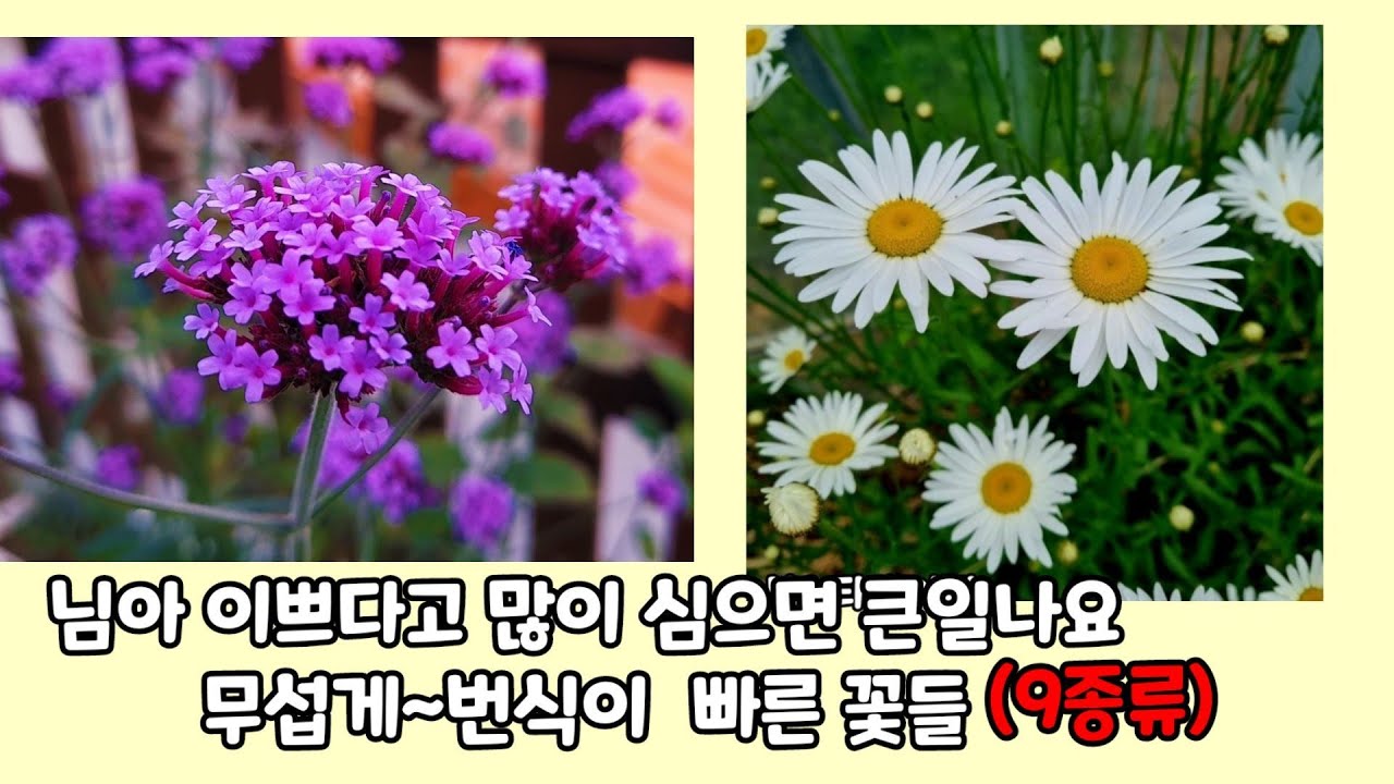 They spread way too fast—please, only plant one pot (9 varieties that are extremely invasive)