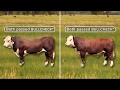 Temperate bulls: Can you pick the performer?