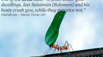 Surat An-Nasr سورة النصر.avi