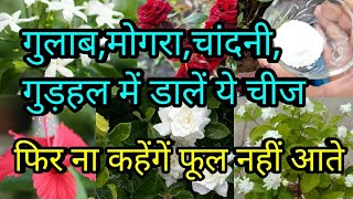 गुलाब,मोगरा,चांदनी,गुड़हल में डालें ये चीज,फिर ना कहेंगें फूल नहीं आते,anvesha,s creativity