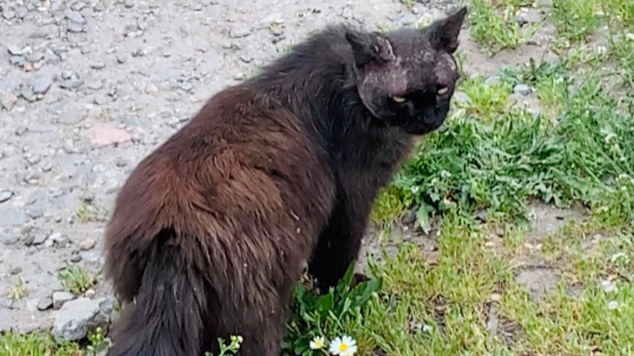 ЧЕСОТОЧНЫЙ КЛЕЩ ДЕМОДЕКОЗ у кошек атаковал! Кожные болезни кошек ...