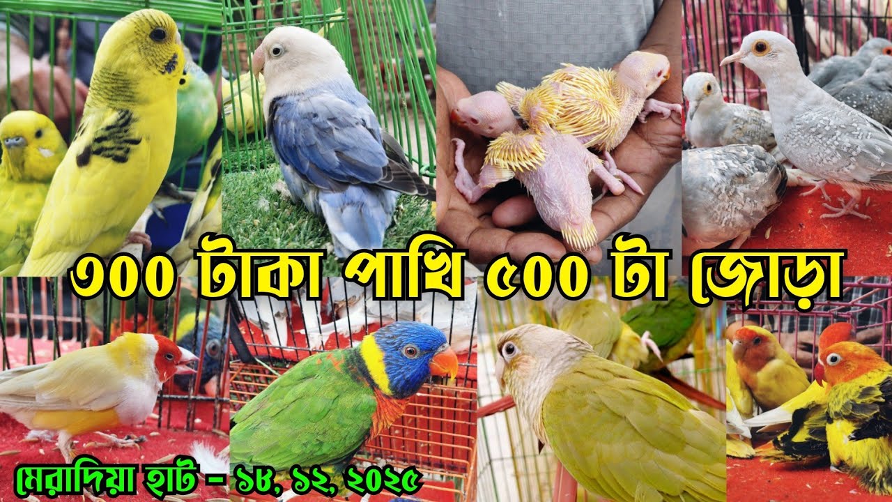 অসময়ে টিয়ার বাচ্চা মেরাদিয়া পাখির হাট || Cockatiel bird low price || Rampura meradia pakhir hat