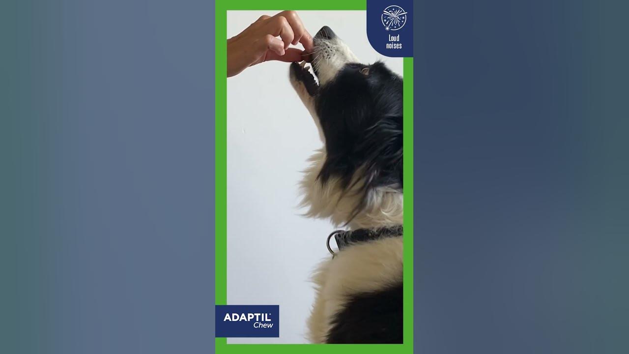 Adaptil Chews