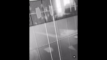 New NF Snippet 2022