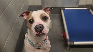 Acs A807387