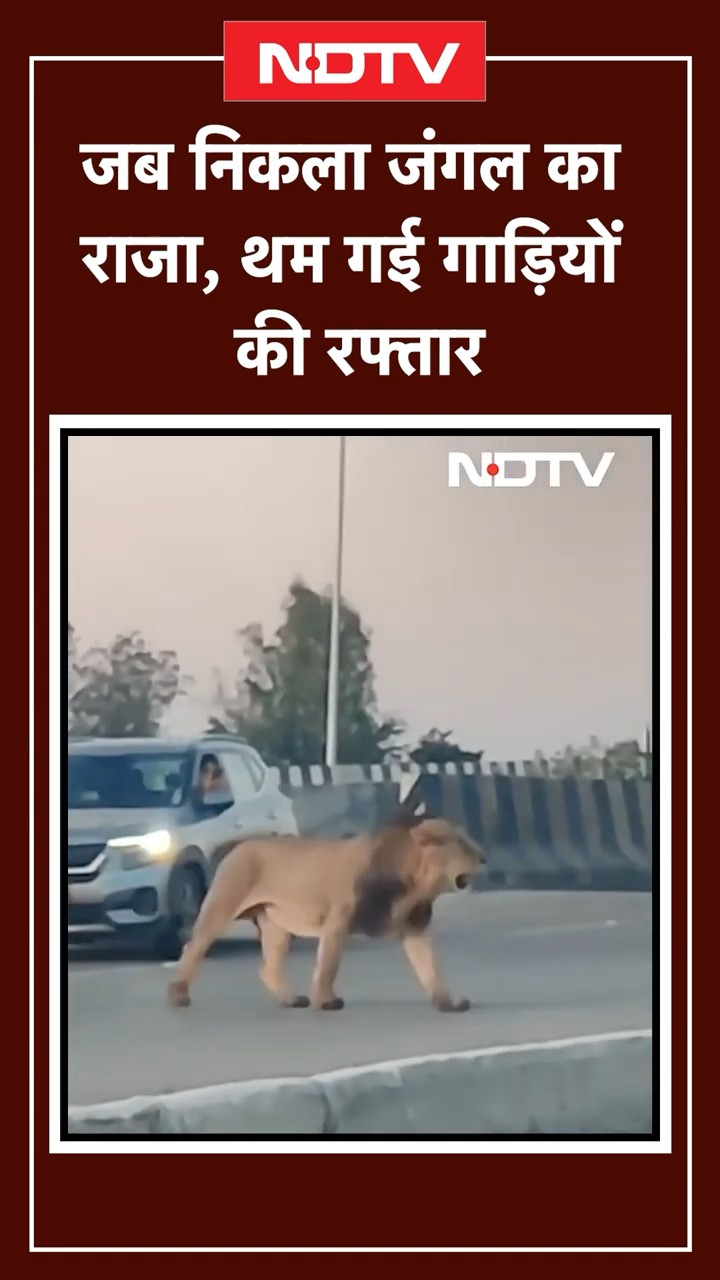 Gujarat: हाईवे पर उतरा 'जंगल का राजा', खौफ में थमी गाड़ियों की रफ्तार | Viral Video