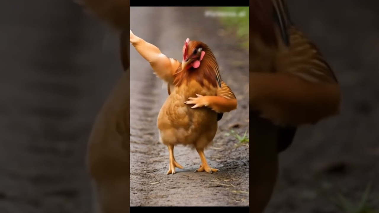 Funny Chicken Dance | Hen Dancing Video | Desi Hen Dance #