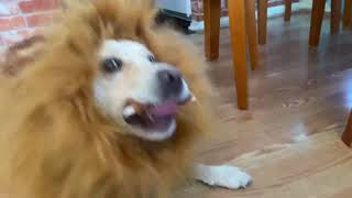 Chubi, A Lion Dog ;)