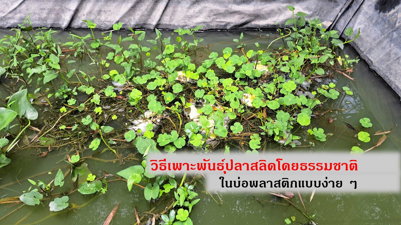 วิธีเพาะพันธุ์ปลาสลิดโดยธรรมชาติ ในบ่อพลาสติกแบบง่าย ๆ