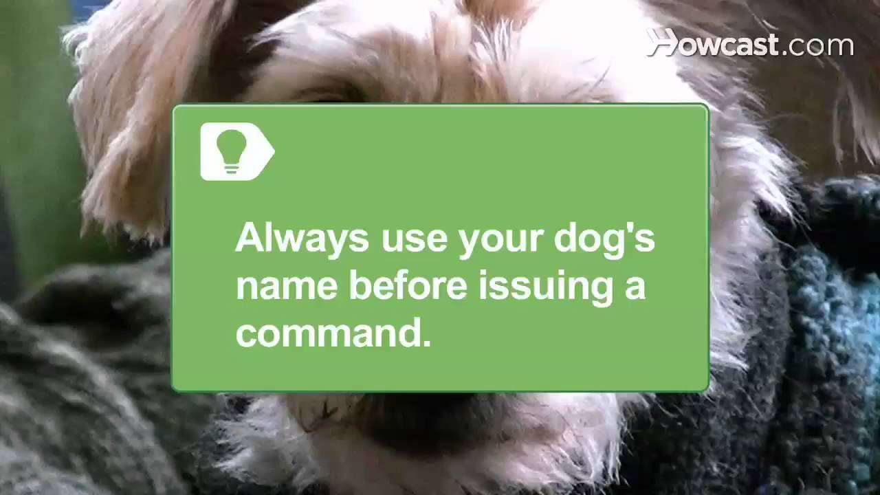 How to Talk to Your Dog - YouTube