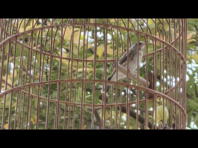 Beautiful hybrid mules and finches. class=