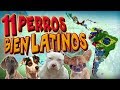 11 Razas de Perros de Latinoamérica (Poderosas - Antiguas - Tiernas)