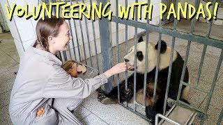 Volunteering With Pandas In China! | MirandaTheAdventurer