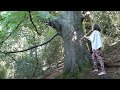 Playing flute for my beech tree friend in the forest - Enchanted Flute