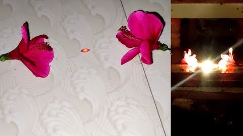 ORIGINAL NAGMANI AVAILABLE ORIGINAL REAL FLOWER TEST CALL ME 9850478643 RUBY ROY