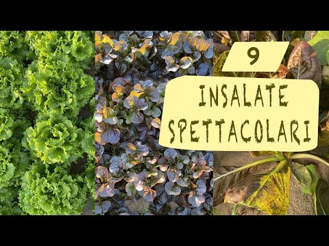 Video: Varietà di insalate: varietà e descrizione