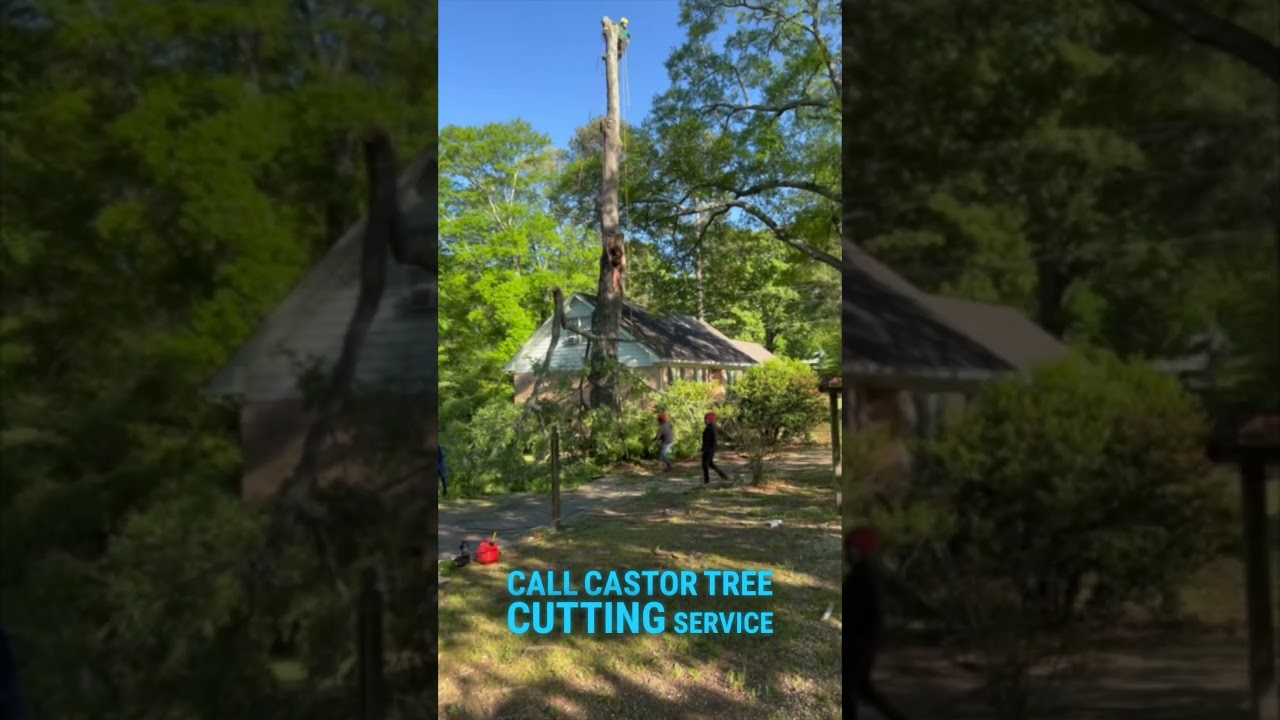 Fallen Tree Removal After Storm | Atlanta GA