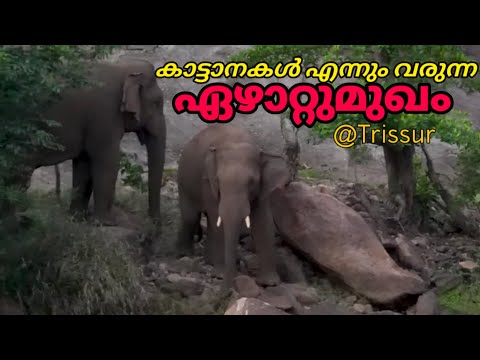 എന്നും കാട്ടാനകൾ വരുന്ന ഏഴാറ്റുമുഖം