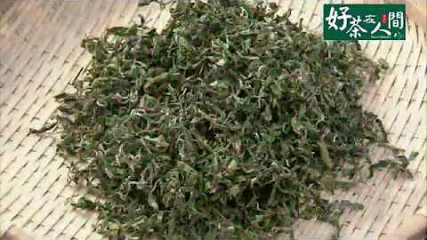 好茶在人间-台湾茶农的辛苦 - 天天要闻