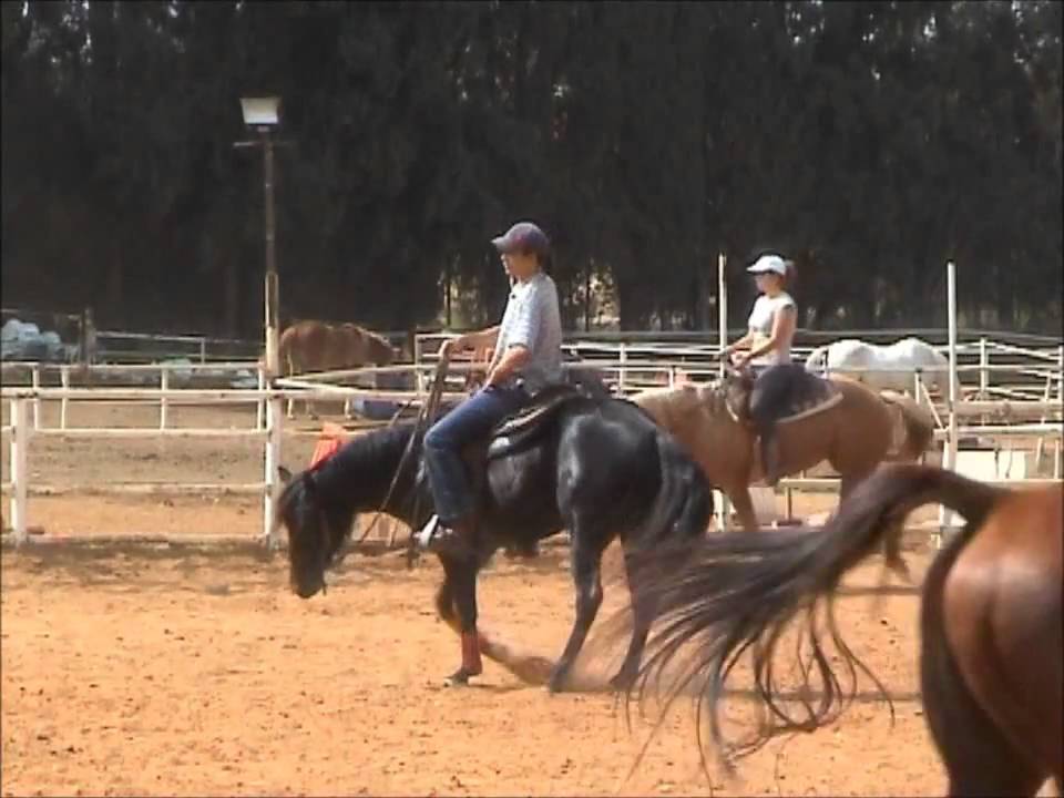 TheBlackShiny Quarter horse Training 5g אילוף סוסים Stallion around