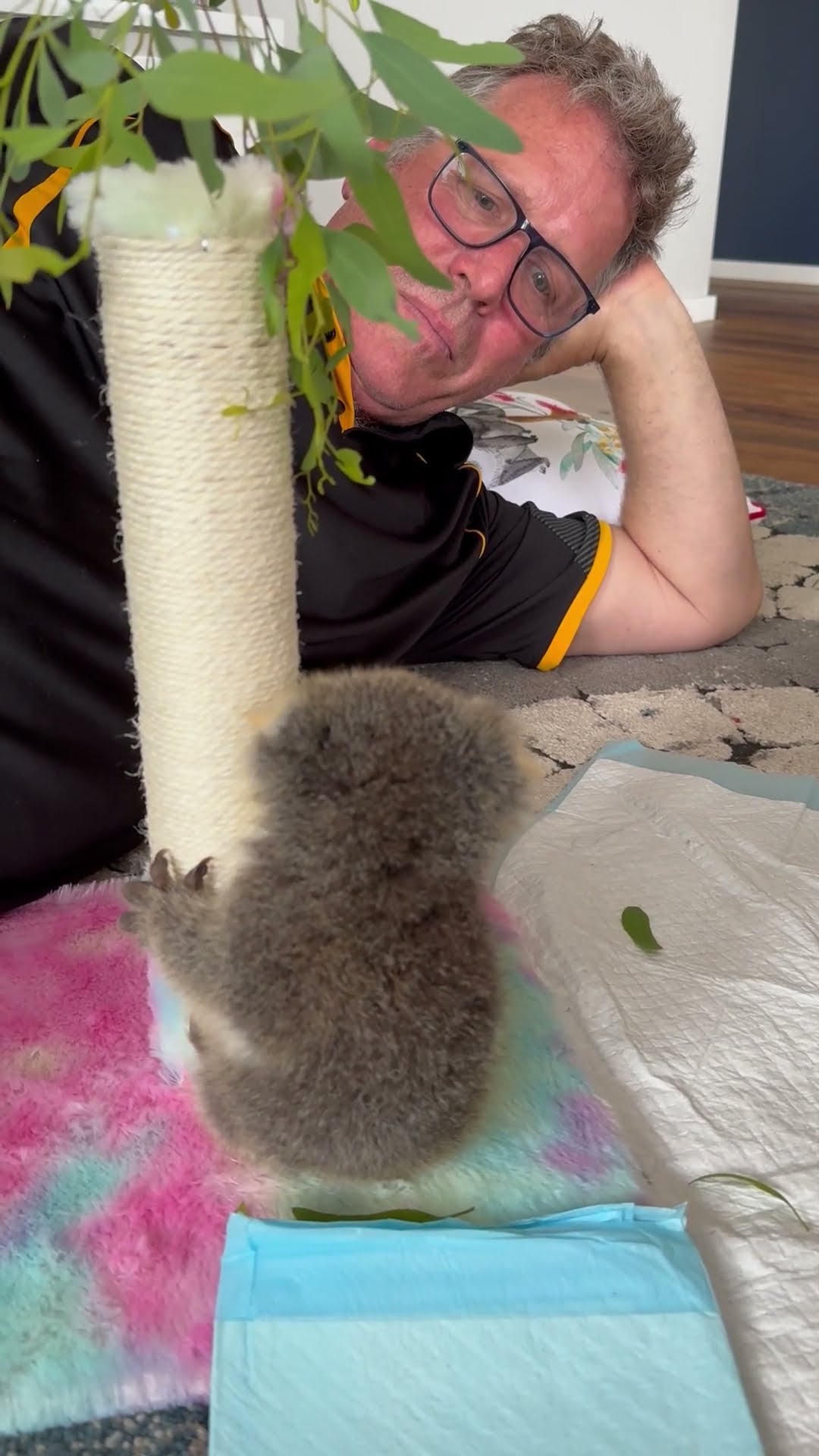 Man Encourages Orphaned Koala To Climb || ViralHog