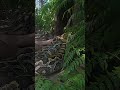She Looked Into a Cave… Then a Giant Python Dragged Her Inside! 😱🐍 #shorts #snake