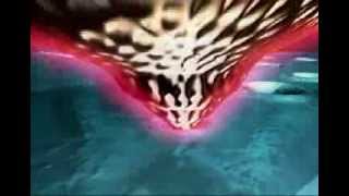 Famous Millipede Close up Wealth