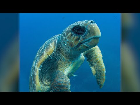 Here’s How Loggerhead Sea Turtles Make Incredible Journey From Japan To Mexico