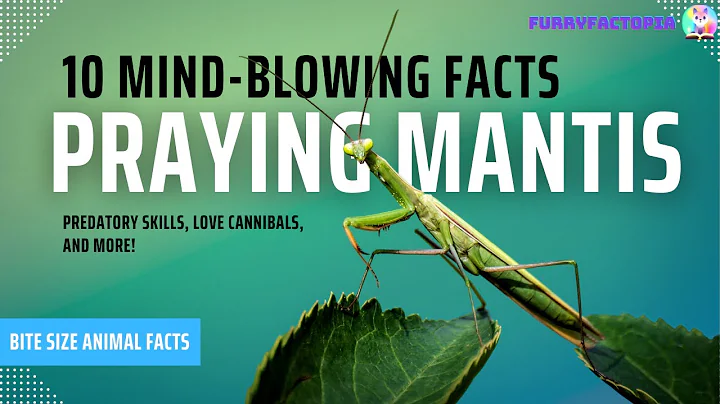 10 Mind-Blowing Praying Mantis Facts: Predatory Skills, Love Cannibals, and More!