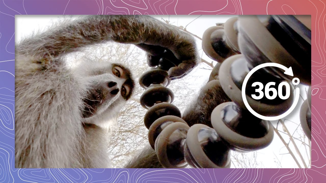 Close Encounter with a Chacma Baboon in South Africa | Wildlife in 360 VR