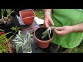 How To Root Sage Cuttings