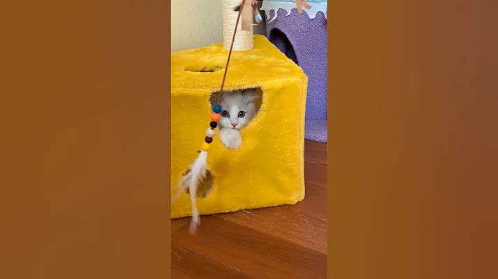 Video 11031851: ragdollkittens cat kitten