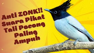 Suara Pikat Burung Seriwang Tali POCONG Paling Ampuh Anti Zonk
