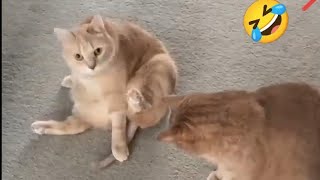 Top Funniest Cat And Dogs Video - Try Not To Laugh