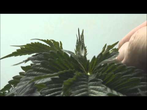 How To Top Marijuana Plants - Topping Marijuana Plants 101