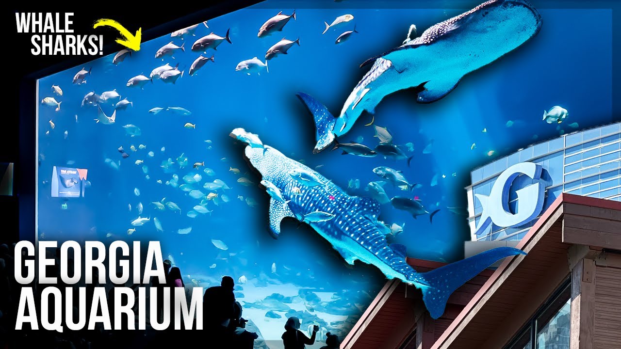 Aquarium Largest Aquarium in the WORLD! 🐠🌎 YouTube