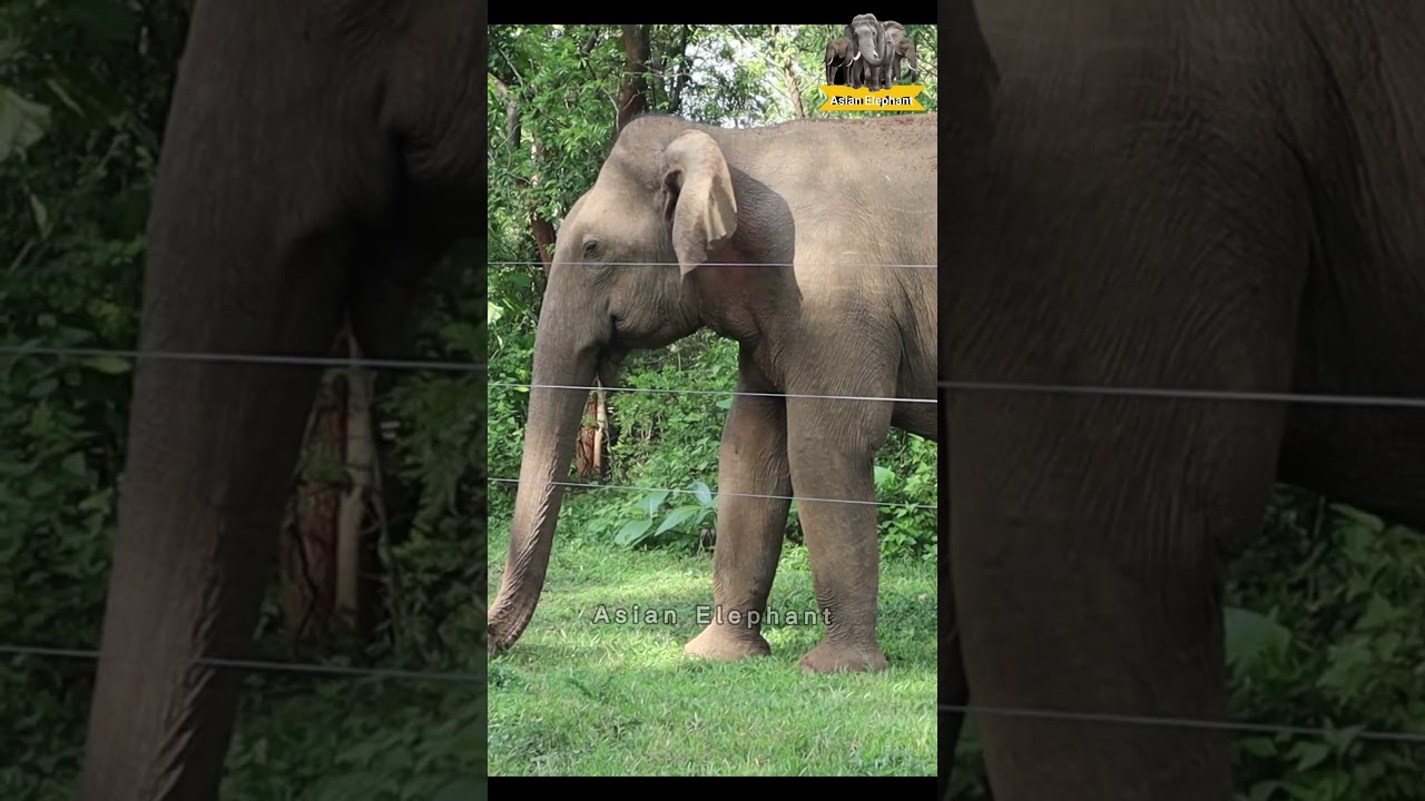 Asian elephant's daily life in sanctuary 