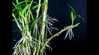 Dendrobium - parte 03 - plantio de mudas em vasos - Carlos Keller - julho de 2020.