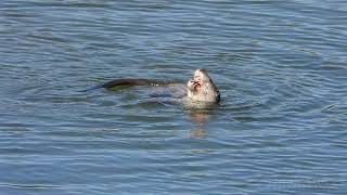 Nutria europea hembra.