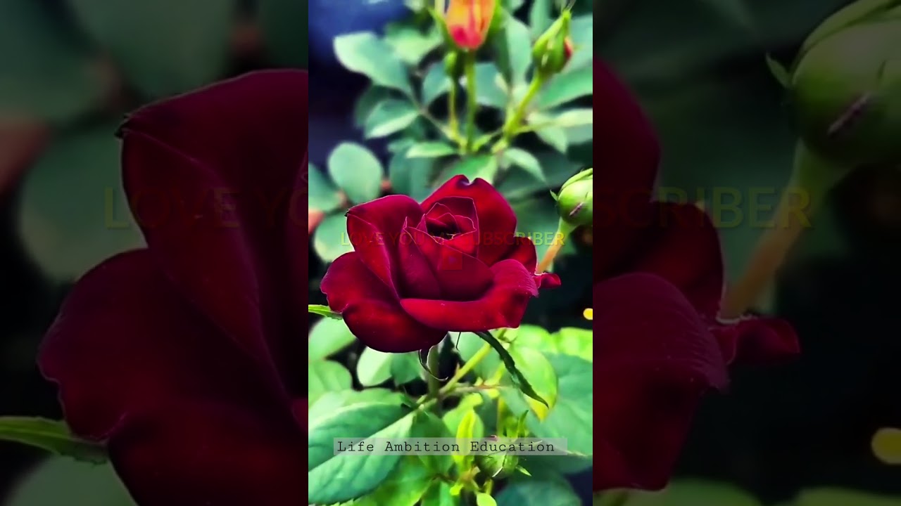 MANY MANY THANKs  MY SUBSCRIBER