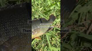 Happy Memorial Day! #fishing #bassfishing #bass #topwater #sunfish