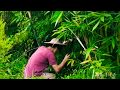 透心凉的薜荔果做凉粉 一下就回到了童年 透心凉的薜荔果做凉粉 一下就回到了童年