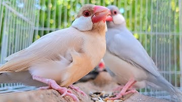 Beautiful java sparrows practice singing in the silence forest. Their is good for practice singing. 