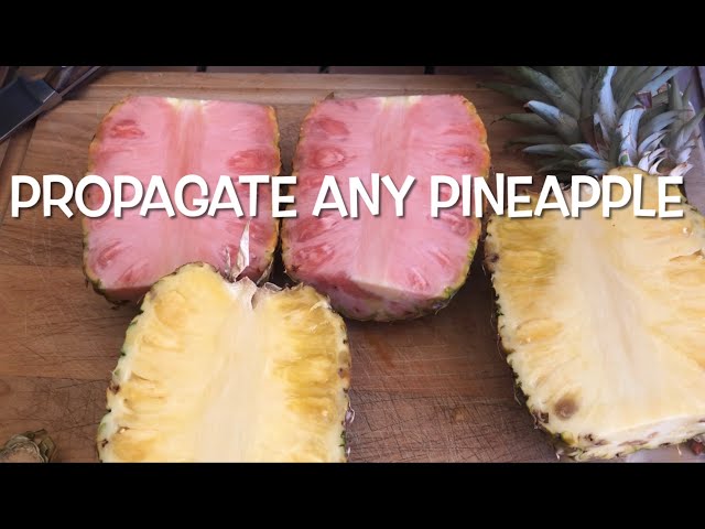 HOW TO PROPAGATE PINEAPPLE | EASY FOR THE HOME GARDENER | REGROW WITHOUT THE CROWN class=